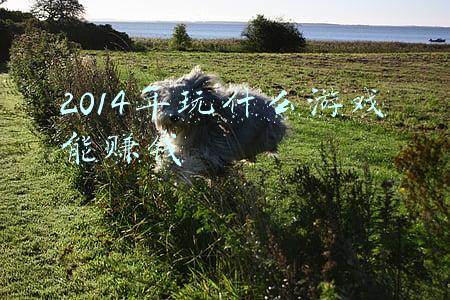2014年玩什么游戏能赚钱