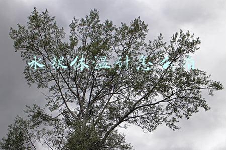 水银体温计怎么看
