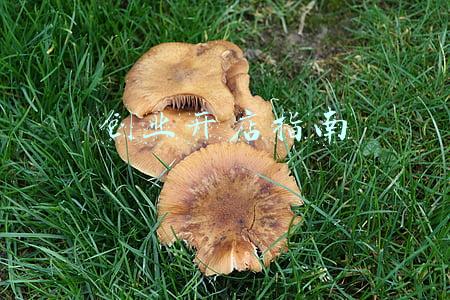创业开店指南