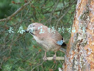长春淘宝模特招聘
