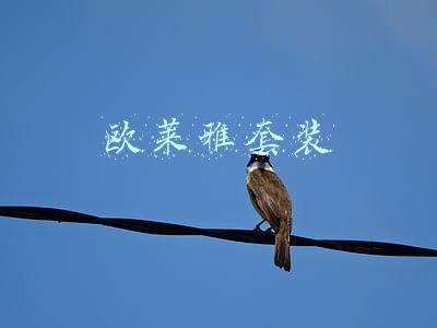 欧莱雅套装