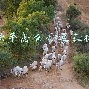 快手怎么开通直播