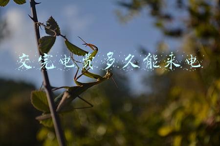 交完电费多久能来电