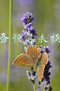 财务预算表模板