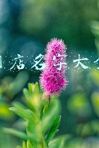 网店名字大全免费取名服装店(时尚的服装店名字大全)