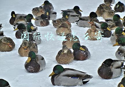 国际快递怎么寄