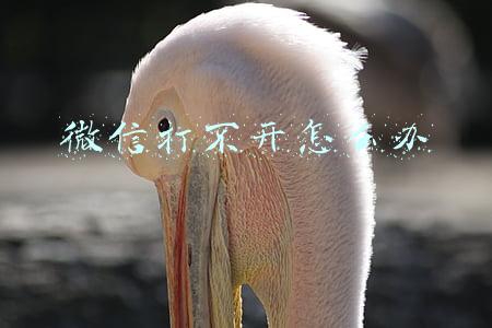 微信打不开怎么办