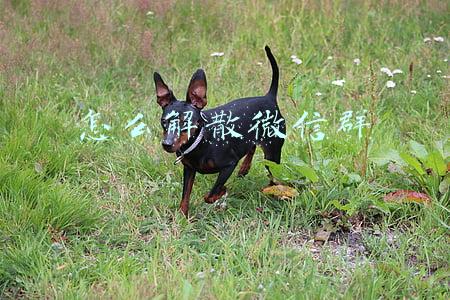 怎么解散微信群