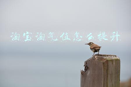 淘宝淘气值怎么提升