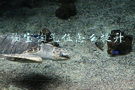 淘宝淘气值怎么提升