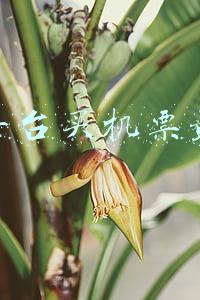 哪个平台买机票最便宜