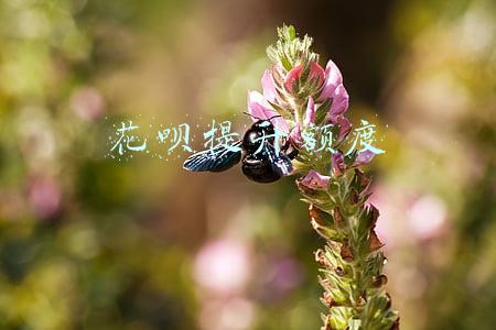 花呗提升额度