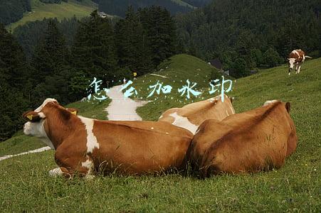 怎么加水印
