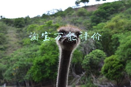 淘宝万能评价