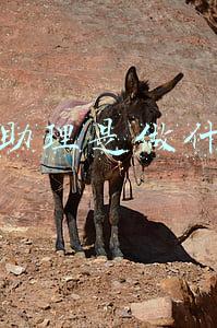 运营助理是做什么的