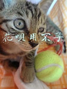 花呗用不了
