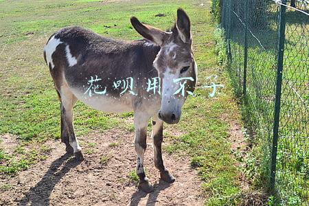 花呗用不了