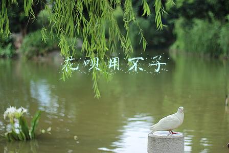 花呗用不了