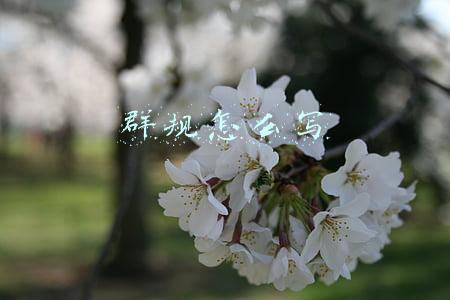群规怎么写 群规怎么写