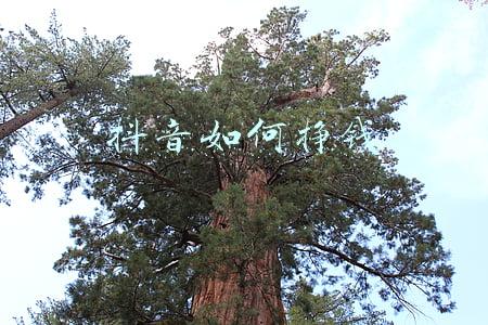 抖音如何挣钱