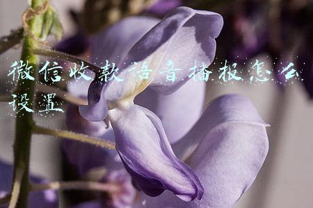 微信收款语音播报怎么设置