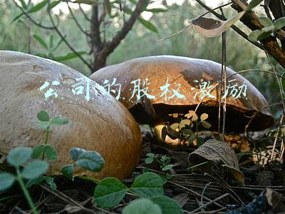 公司的股权激励