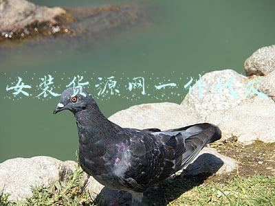 微商女装一件代发一手货源(微信女装一手货源厂家 货源总部诚招代理加盟)