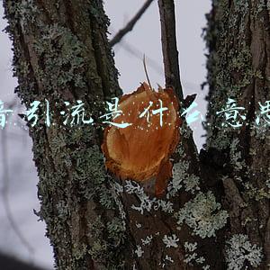 抖音引流是什么意思呢