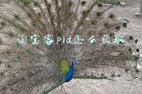淘宝客pid怎么获取