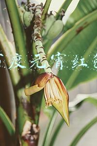 百度元宵红包
