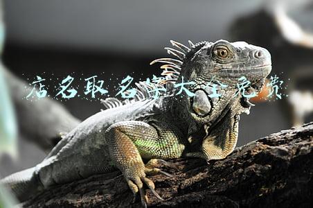 店名取名字大全免费查询(公司名字大全，让你迅速明白公司名字怎么取)
