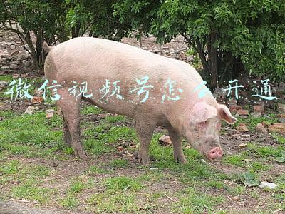 微信视频号怎么开通直播卖货(李红亮：微信视频号直播技巧)