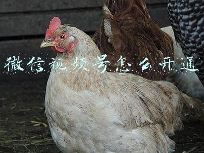 微信视频号怎么开通