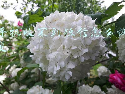 手机收不到短信(手机收不到交通违法提示信息怎么办？来这就教你→)