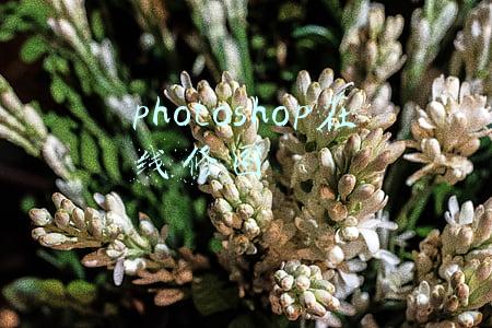 photoshop在线修图