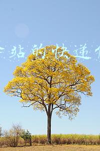 菜鸟驿站的快递能放几天
