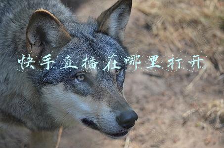 快手直播在哪里打开