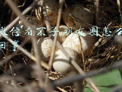 电脑微信看不了朋友圈怎么回事(期盼已久的微信朋友圈终于可以在电脑端看了，赞一个)
