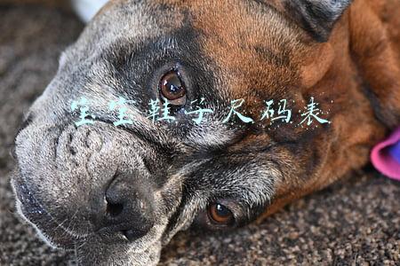 宝宝鞋子尺码表