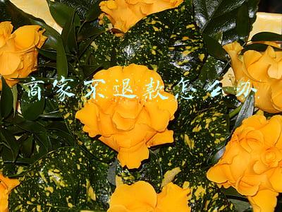 退货商家不退款怎么办(网购商品，卖家拒不退换怎么办？)