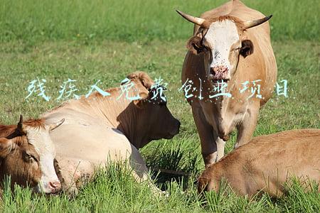 残疾人免费创业项目