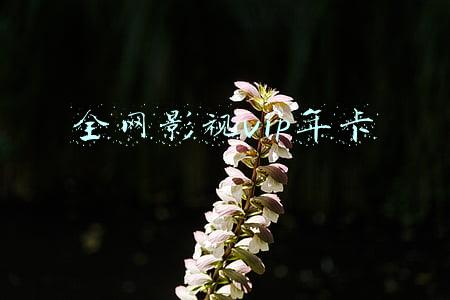 全网影视vip年卡