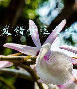 卖家发错货退货运费谁出