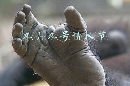 几月几号情人节