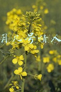 几月几号情人节