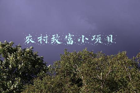 农村致富小项目