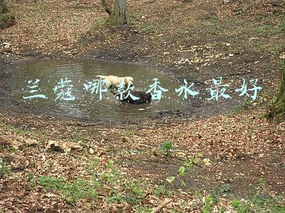 兰蔻哪款香水最好