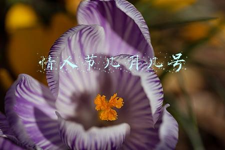 情人节几月几号