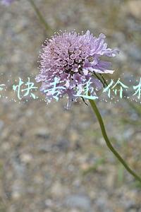 特快专递价格