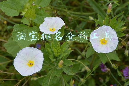 淘宝排名查询工具